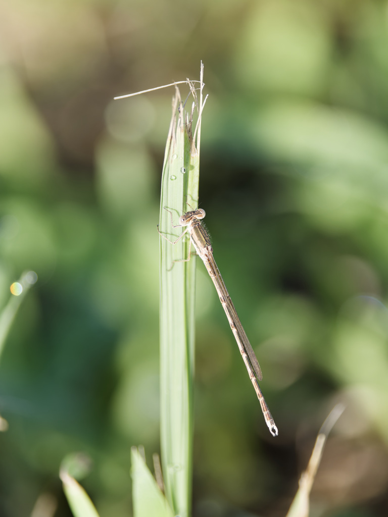イトトンボさん