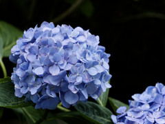 いつみても涼しげ