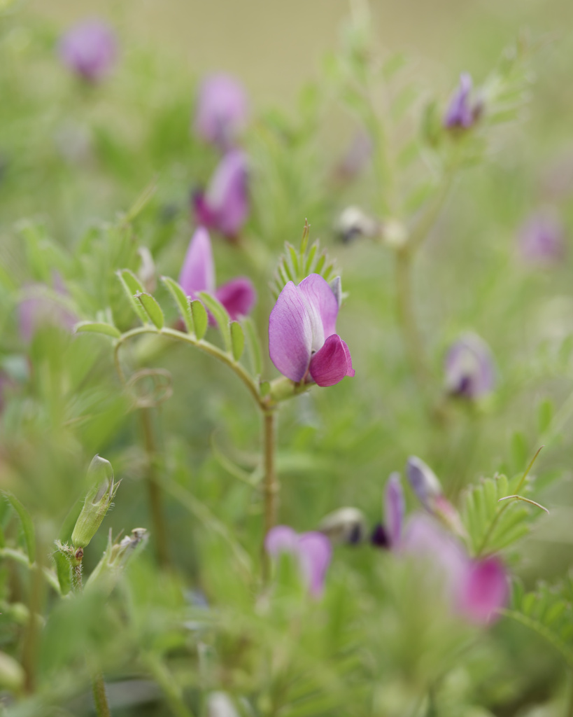 ソラマメくんのお花たち