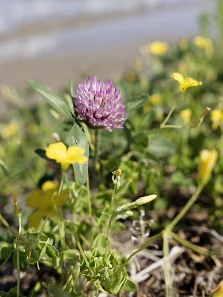 ムラサキツメクサくん