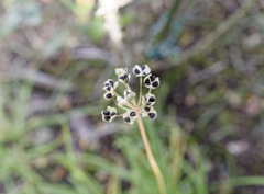 ニラのたね ニラのたね