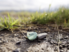 今年も青い卵が落ちてる季節になった