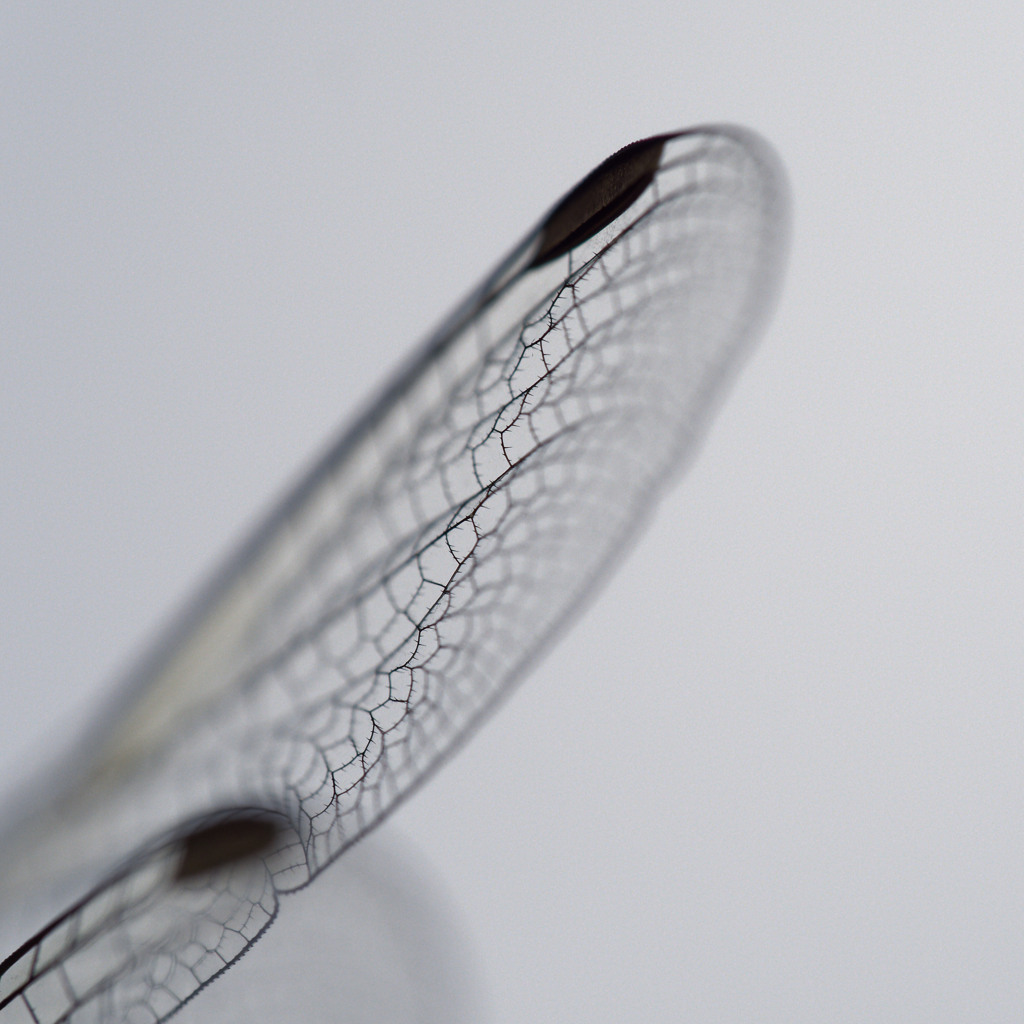 トンボの羽の枠はギザギザ