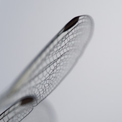 トンボの羽の枠はギザギザ