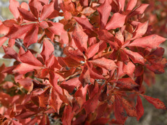 あきいろシリーズ