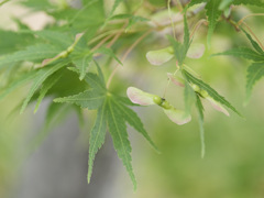 モミジくんの種