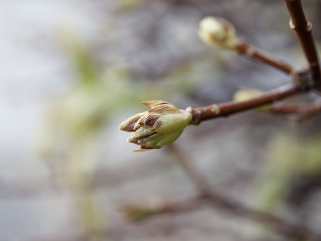 急に元気になってきたつぼみシリーズ