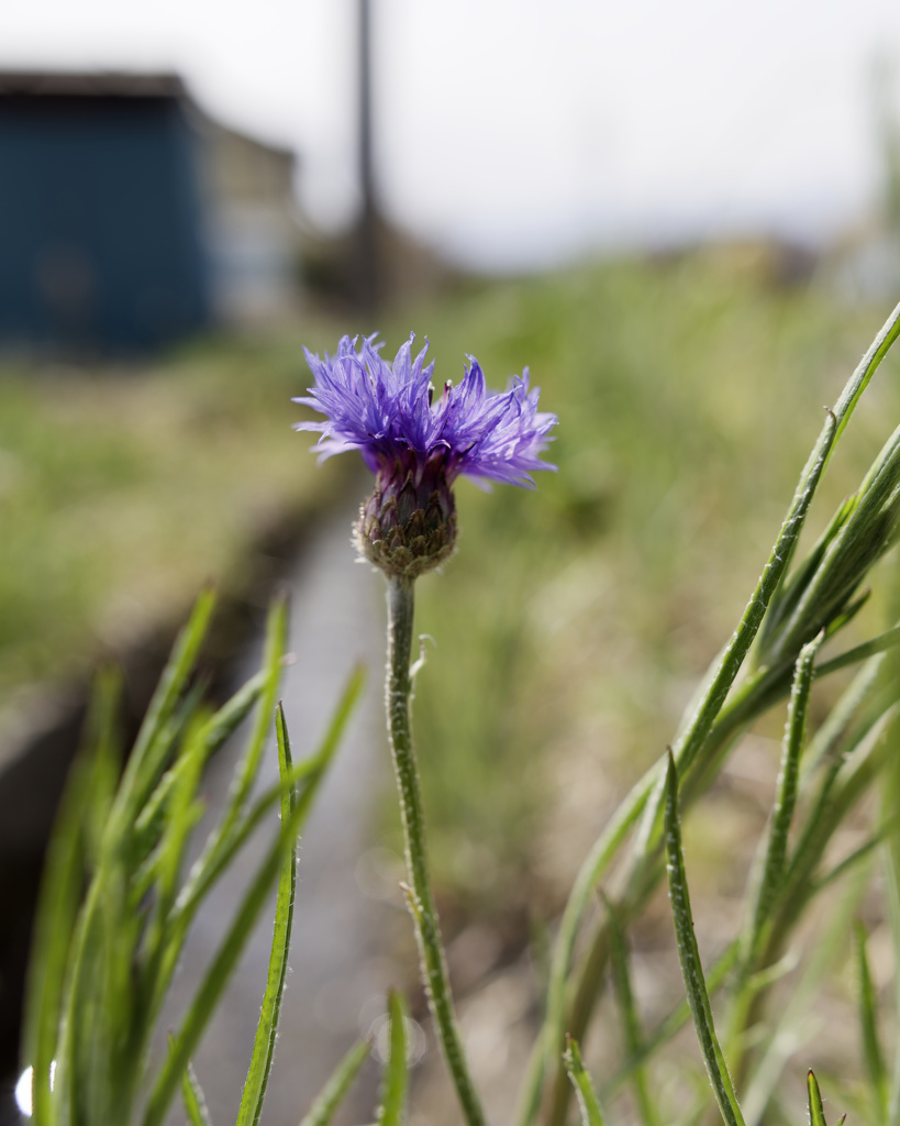 今日もぼさぼさ