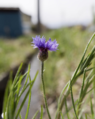 今日もぼさぼさ