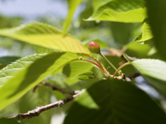 桜が散ればさくらんぼができる