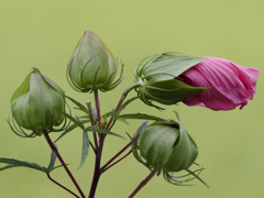 花が終わってもおしゃれなモミジアオイくん