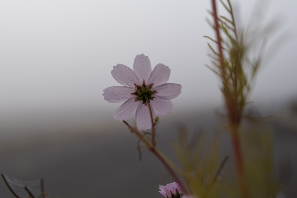 ﾓｽﾓｽ in foggy morning