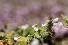 オオイヌノフグリズ feat. ホトケノザ