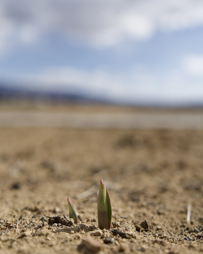 にょきにょきくんシリーズ