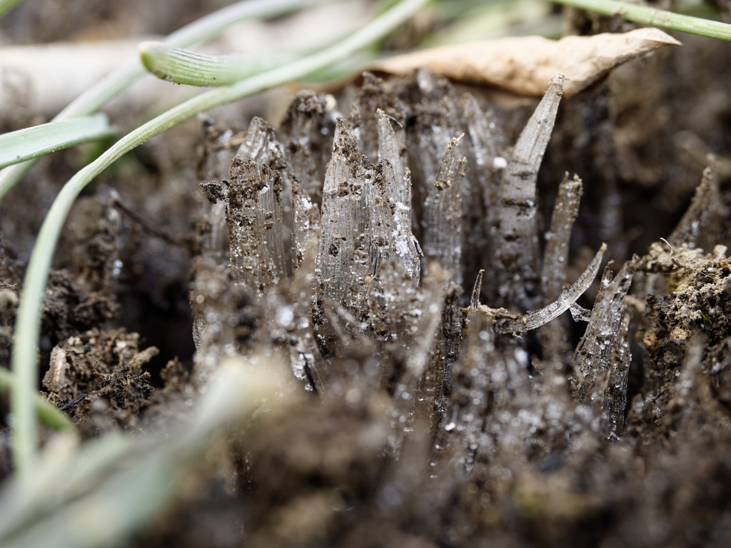 今朝のしもばしら