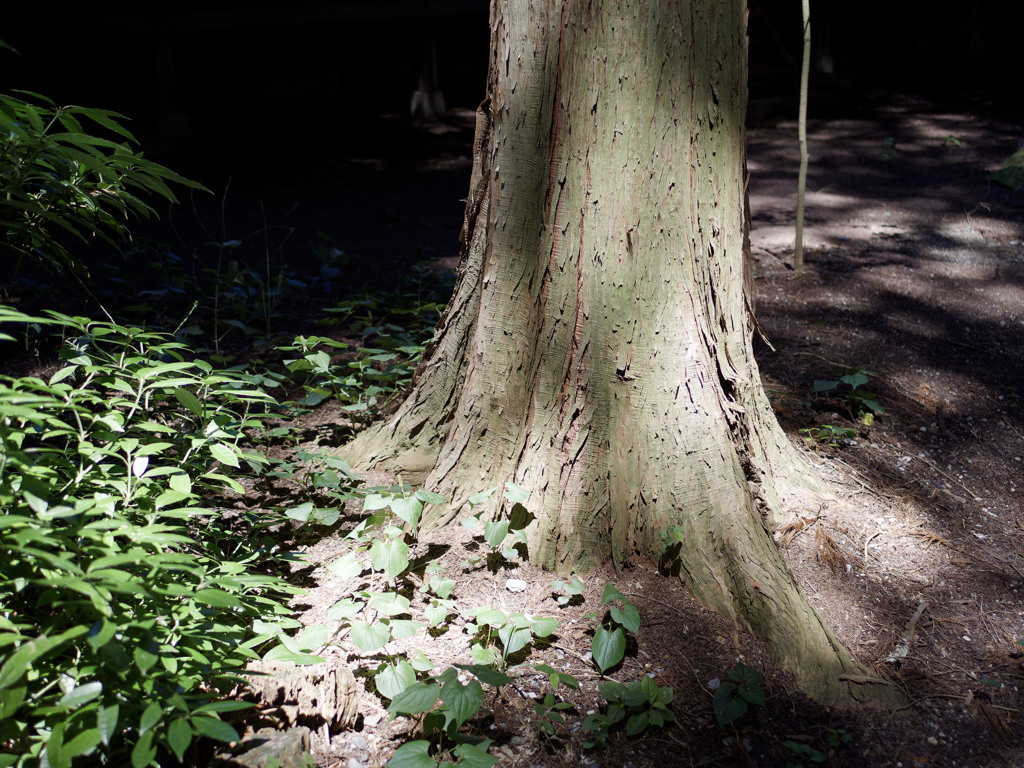 すずしい神社シリーズ