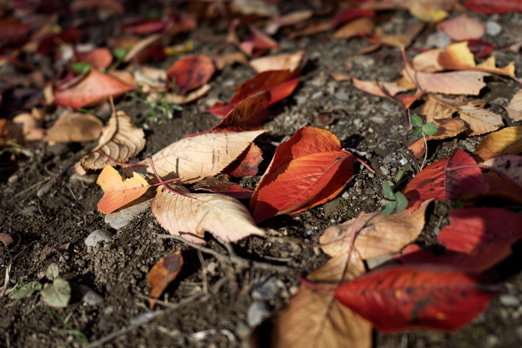 落ち葉