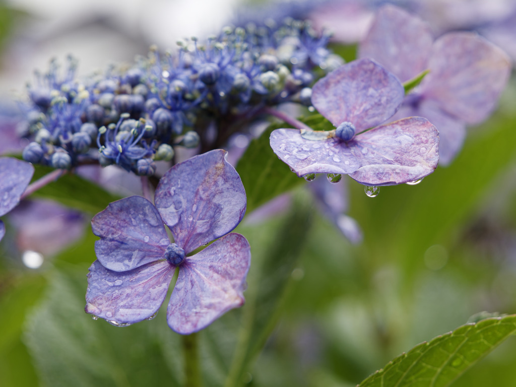 あめあがりジューシーシリーズ