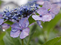 あめあがりジューシーシリーズ