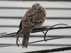 ゲリラ豪雨を耐え忍ぶハトちゃん