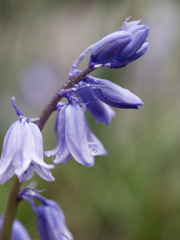 あめのブルーベル