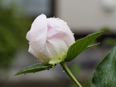 開花中のシャクヤクくん