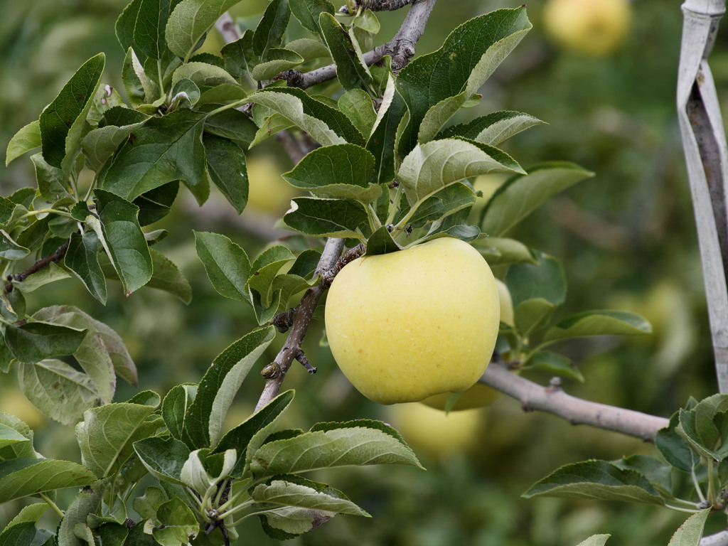 ﾘﾝｺﾞｽﾀｰ