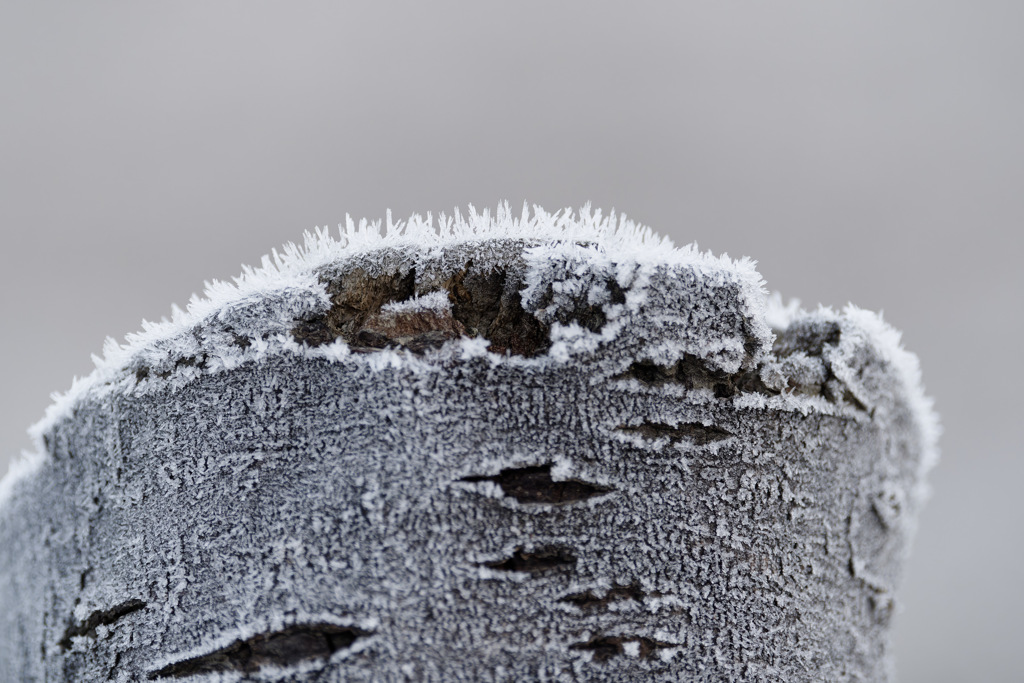 しゃりしゃり木肌