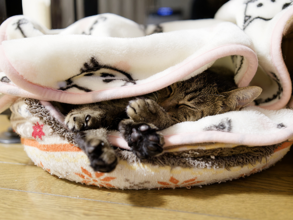 にゃんも