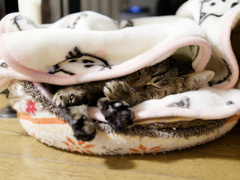 にゃんも