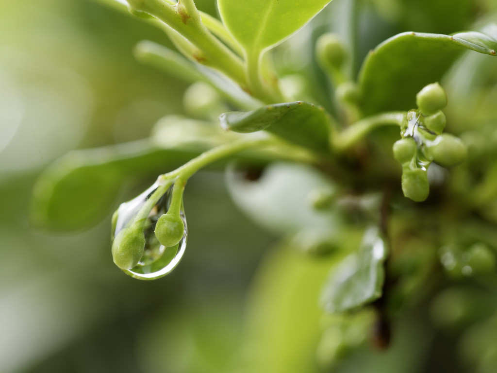 雨粒に閉じ込められたイヌツゲのつぼみ