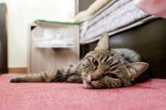 ばてねこ