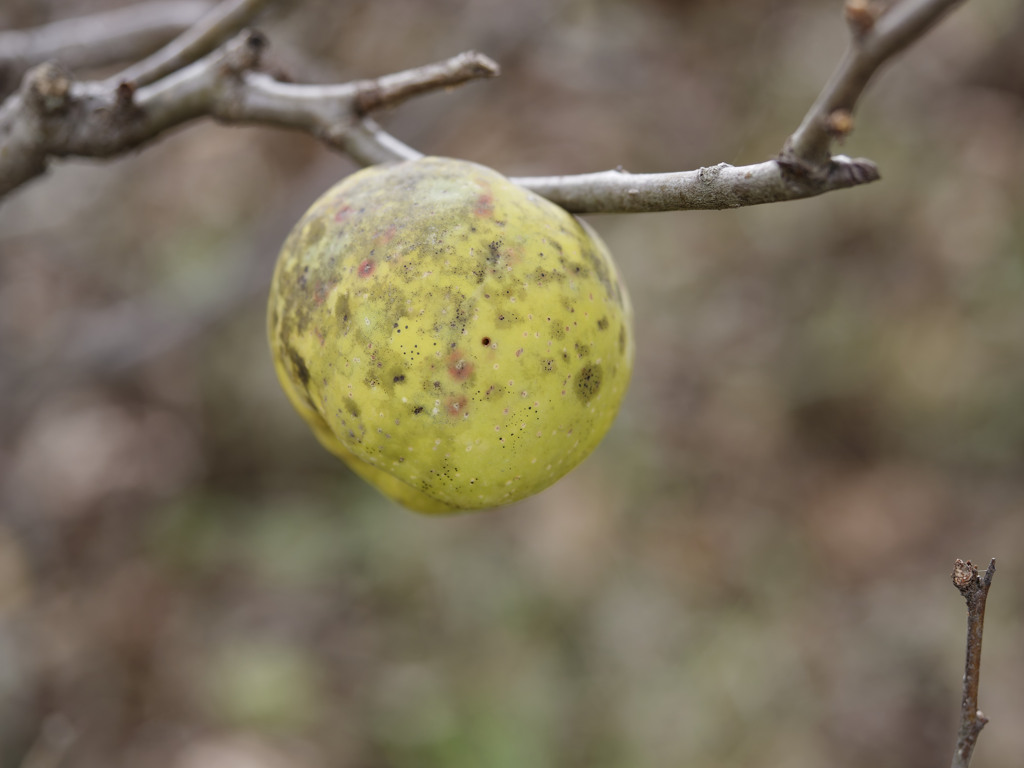 謎木の実シリーズ