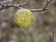 謎木の実シリーズ