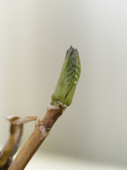 あじさいくんの芽がでてきました