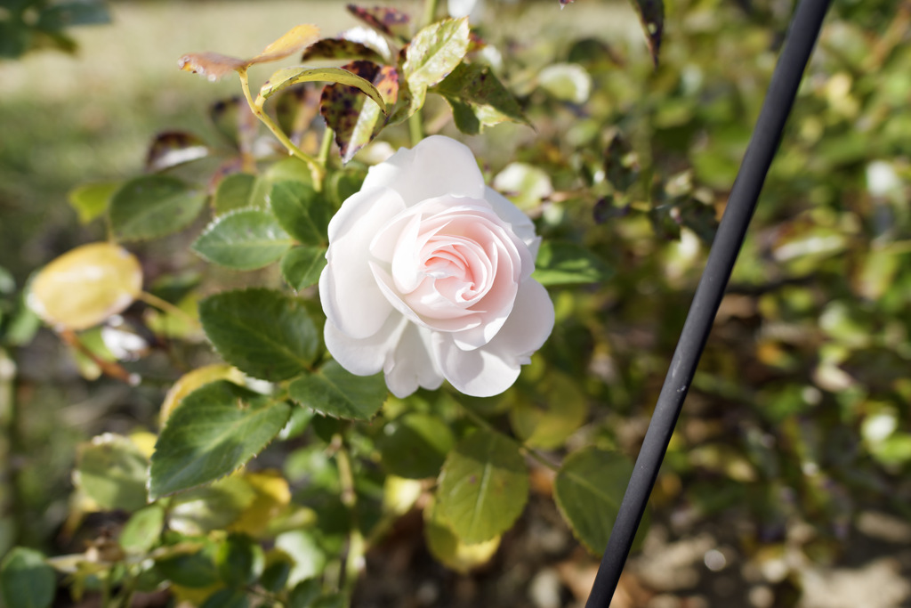 秋のバラちゃん