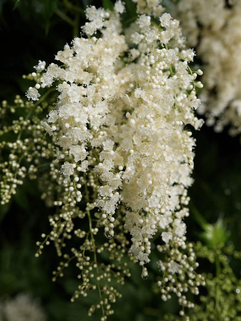 チンシバイさん