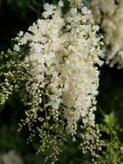 チンシバイさん