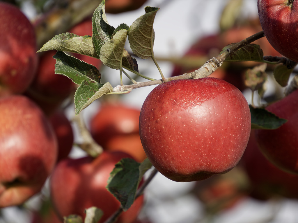iApple 16 Red Edition