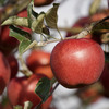 iApple 16 Red Edition