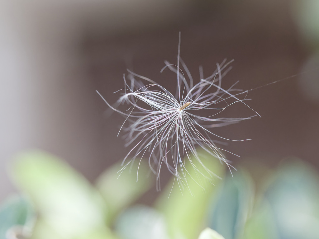 くもの巣にひっかかって旅が終わってしまった種シリーズ