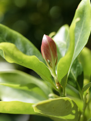 つやつや若葉ちゃん