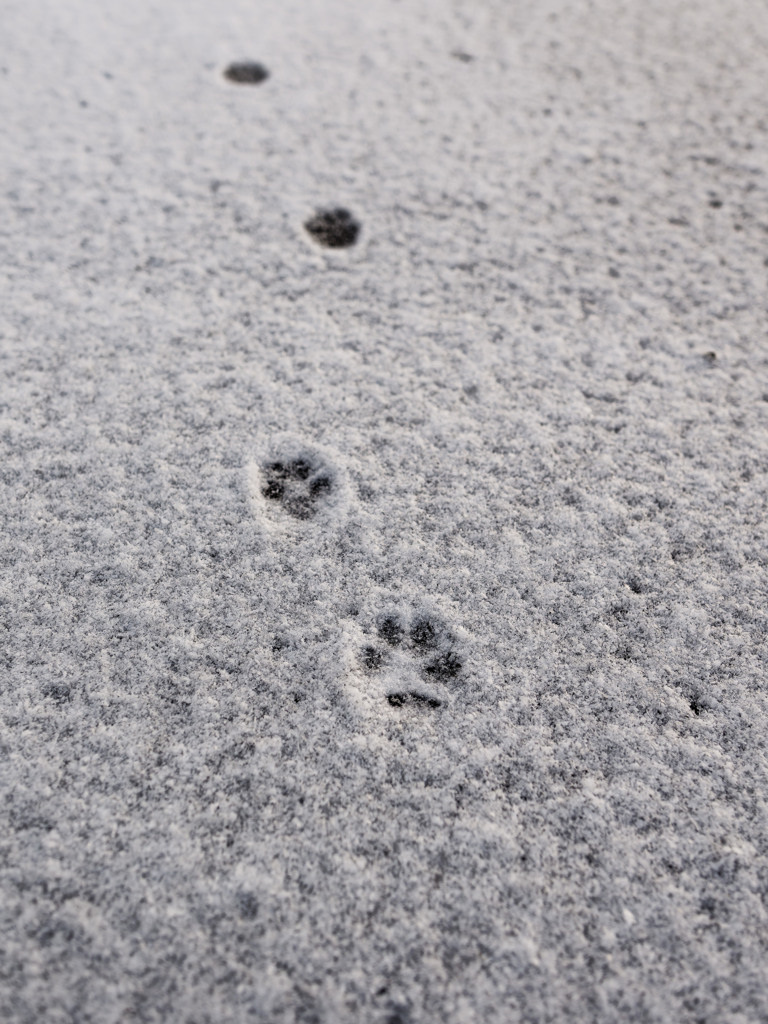 最近毎朝現れるあしあと