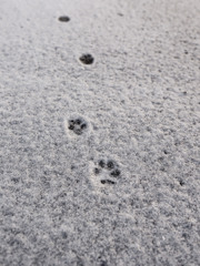 最近毎朝現れるあしあと