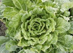 やさいせいかつ