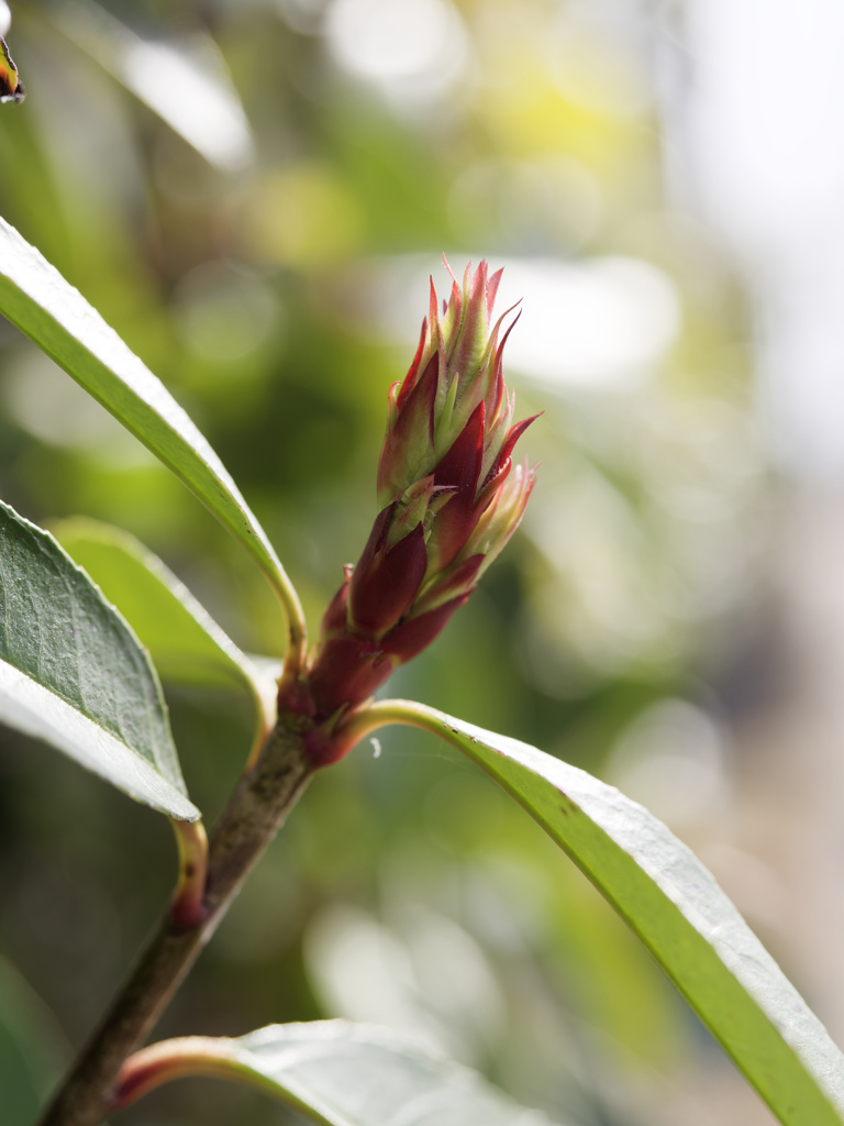 新芽ファイヤー