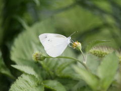 MONSHIRO