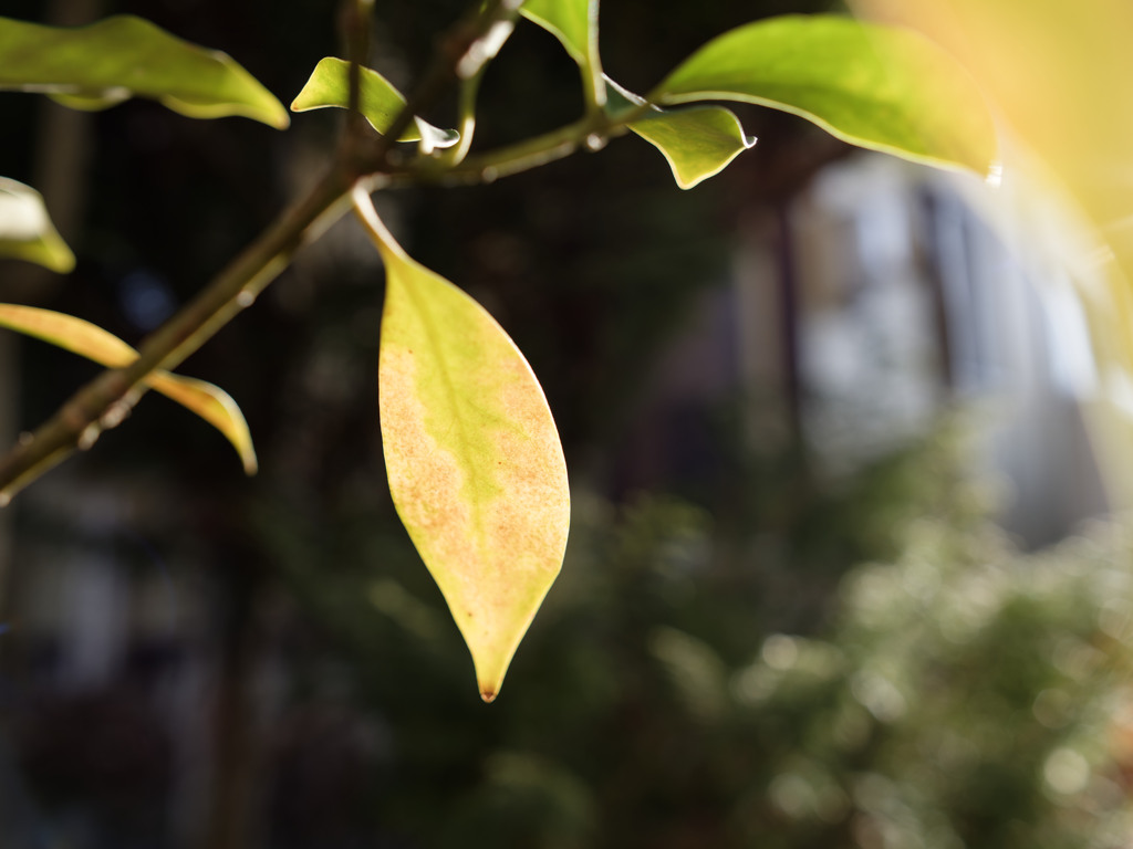 はっぱライティングシリーズ