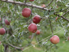 iApple 2025