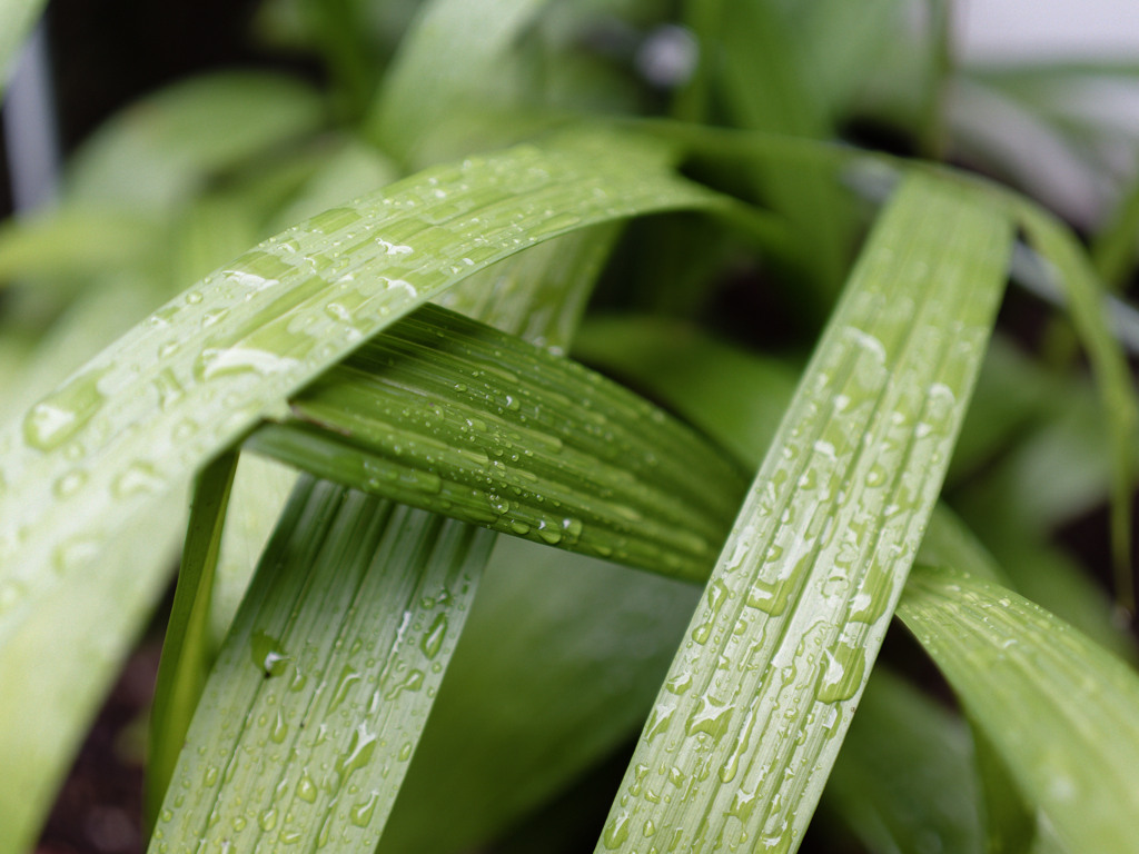 あさつゆシリーズ